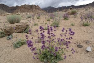 بادر نجبویہ Catnips Nepeta Hindostanan बद्र नजबविया, बिली ल्यूटन