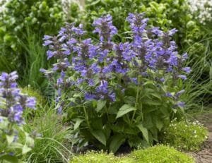 بادر نجبویہ Catnips Nepeta Hindostanan बद्र नजबविया, बिली ल्यूटन
