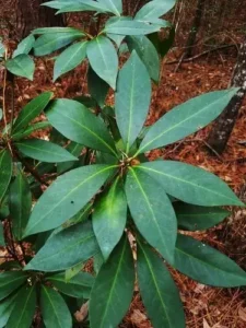 بادیان خطائی Star anise