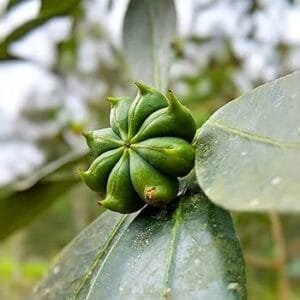 بادیان خطائی Star anise