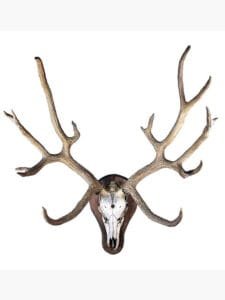 بارہ سنگھا swamp deer