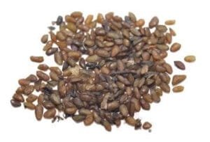 بار تنگ Broadleaf plantain Plantago बार्टिंग