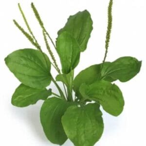 بار تنگ Broadleaf plantain Plantago बार्टिंग