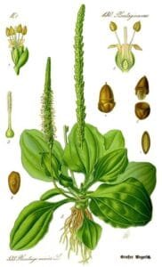 بار تنگ Broadleaf plantain Plantago बार्टिंग