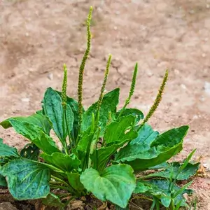 بار تنگ Broadleaf plantain Plantago बार्टिंग