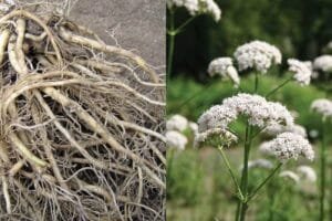 بالچھڑ سنبل الطیب जटामांसी। Balchhad Nardostachys jatamansi Valerian valeriana officinalis