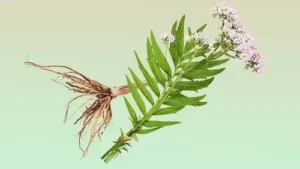 بالچھڑ سنبل الطیب जटामांसी। Balchhad Nardostachys jatamansi Valerian valeriana officinalis