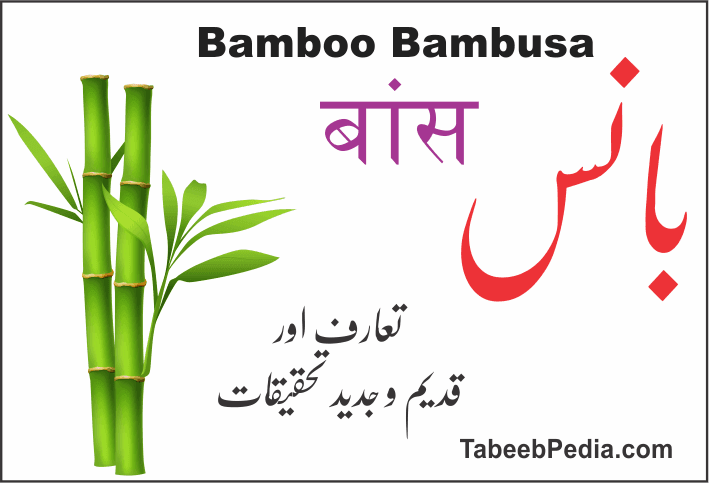 بانس – TabeebPedia