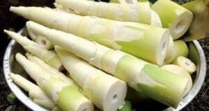 بانس Bamboo Bambusa