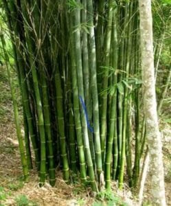 بانس Bamboo Bambusa