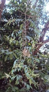 باو بڑنگ false black pepper Embelia Ribes