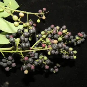 باو بڑنگ false black pepper Embelia Ribes