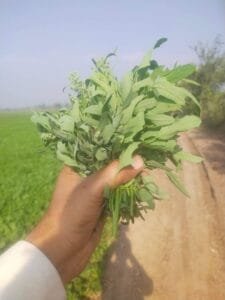 بتھوا باتھو ساگ White Goosefoot Chenopodium Album Linn बथवा का साग