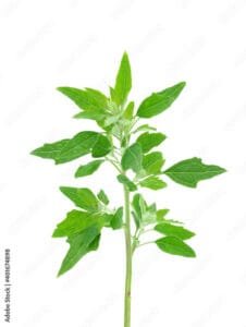 بتھوا باتھو ساگ White Goosefoot Chenopodium Album Linn बथवा का साग