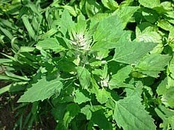 بتھوا باتھو ساگ White Goosefoot Chenopodium Album Linn बथवा का साग