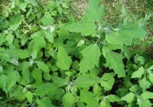 بتھوا باتھو ساگ White Goosefoot Chenopodium Album Linn बथवा का साग