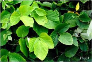بداری کند Indian kudzu Pueraria tuberosa विदारीकंद बनकुमड़ा