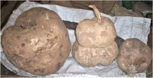 بداری کند Indian kudzu Pueraria tuberosa विदारीकंद बनकुमड़ा