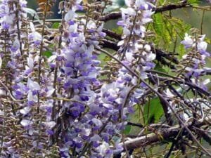 بداری کند Indian kudzu Pueraria tuberosa विदारीकंद बनकुमड़ा