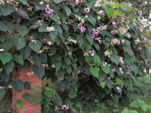 بدہارا Elephant creeper Argyreia nervosa विधारा