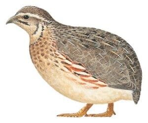 بٹیر Quails Coturnix coturnix बटेर