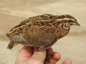 بٹیر Quails Coturnix coturnix बटेर