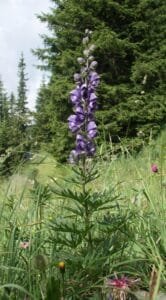 بچھناک میٹھا تیلیا wolf's bane Aconitum बचनक