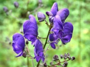 بچھناک میٹھا تیلیا wolf's bane Aconitum बचनक