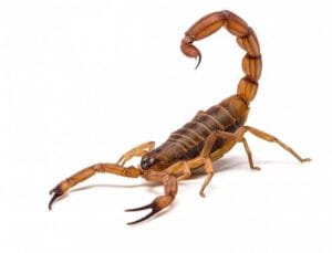 بچھو Scorpion बिच्छू