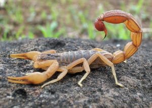بچھو Scorpion बिच्छू