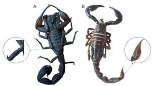 بچھو Scorpion बिच्छू