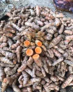 جنگلی ہلدی Wild Turmeric 