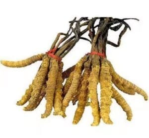 دارو ہلدی سنبل berberis aristata 