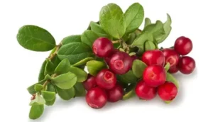 الفا آربیوٹین Alpha Arbutin Bearberry