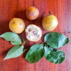 برنا sacred garlic pear sacred garlic pear वरुण या बरुण frout