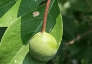 برنا sacred garlic pear sacred garlic pear वरुण या बरुण frout