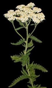 برنجاسف Yarrow achillea millefolium यारो ब्रिंजसफ गुंडर