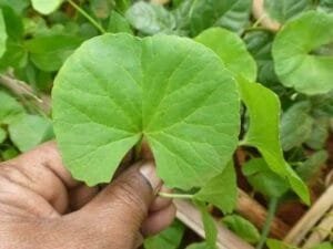 برہمی بوٹی indian pennywort Centella asiatica ब्राह्मी बोटी