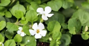برہمی بوٹی indian pennywort Centella asiatica ब्राह्मी बोटी