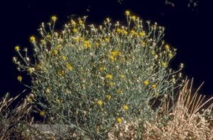 برہم ڈنڈی Yellow Thistle Centaurea solstitialis पीला थीस्ल