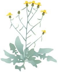 برہم ڈنڈی Yellow Thistle Centaurea solstitialis पीला थीस्ल