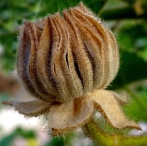 بریارا بریالا بالا Country Mallow Sida Cordifolia बरियारा, बरियाल