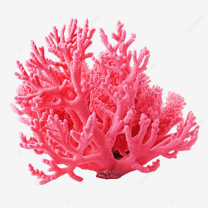 بسد مرجان Corallium Rubrum बसाड, मार्जन
