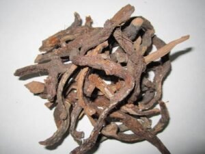 بسفائج polypody polypodium पॉलीपोडियम