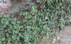 بسکھپرا spreading hogweed boerhavia diffusa बिसखपरा