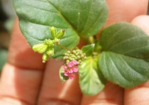 بسکھپرا spreading hogweed boerhavia diffusa बिसखपरा