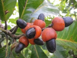 بلادر Marking Nuts Semecarpus anacardium भिलावां भिलावन