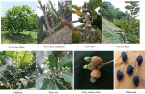 بلادر Marking Nuts Semecarpus anacardium भिलावां भिलावन