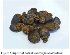 بلادر Marking Nuts Semecarpus anacardium भिलावां भिलावन