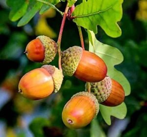 بلوط Oak Tree Quercus ओक, सुपारी